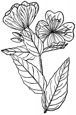 Black And White Clip Art Of Flowers 9