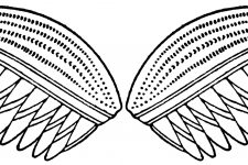 Drawings of Angel Wings 6