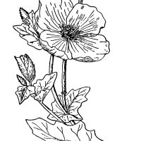 Pictures of Flowers to Color