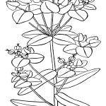 Pictures Of Flowers To Color 5