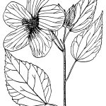 Pictures Of Flowers To Color 9