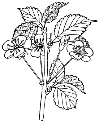 Pictures Of Flowers To Color 1