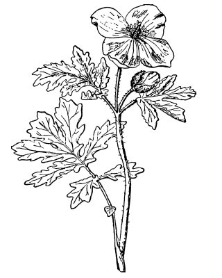 Pictures Of Flowers To Color 10