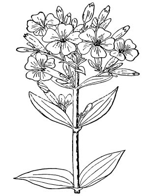 Pictures Of Flowers To Color 11