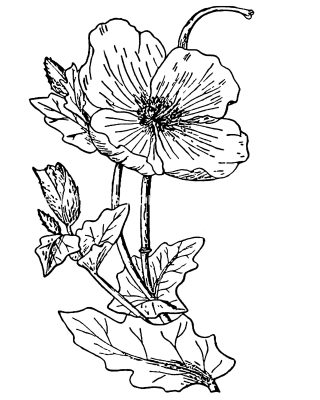 Pictures Of Flowers To Color 12