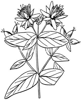 Pictures Of Flowers To Color 13