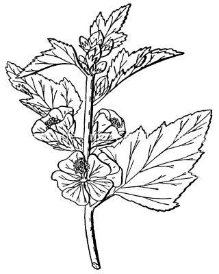Pictures Of Flowers To Color 14