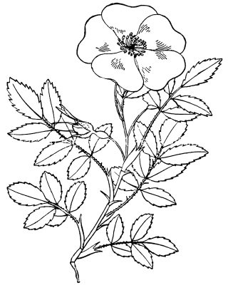 Pictures Of Flowers To Color 15