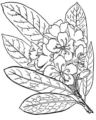 Pictures Of Flowers To Color 17