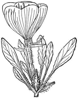 Pictures Of Flowers To Color 18