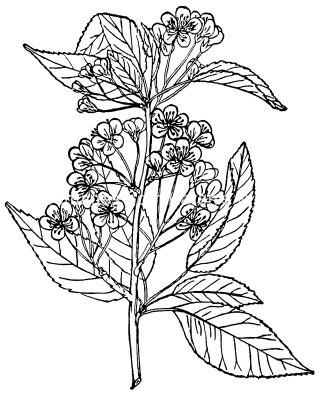 Pictures Of Flowers To Color 3