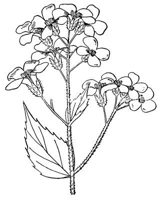 Pictures Of Flowers To Color 4