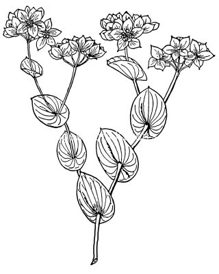 Pictures Of Flowers To Color 6