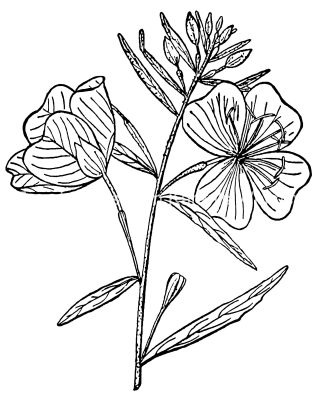 Pictures Of Flowers To Color 7