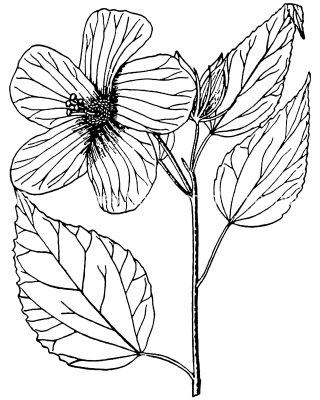 Pictures Of Flowers To Color 9