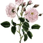 Rose Flower Drawings 1