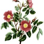 Rose Flower Drawings 14