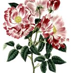Rose Flower Drawings 15