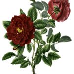 Rose Flower Drawings 16