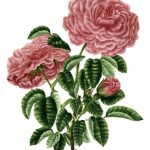 Rose Flower Drawings 17