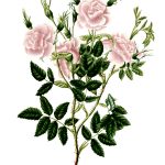 Rose Flower Drawings 19