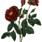 Rose Flower Drawings 2