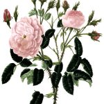 Rose Flower Drawings 21