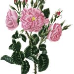 Rose Flower Drawings 3