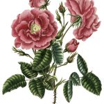 Rose Flower Drawings 4