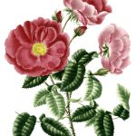 Rose Flower Drawings 6