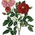 Rose Flower Drawings 7