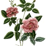 Rose Flower Drawings 9