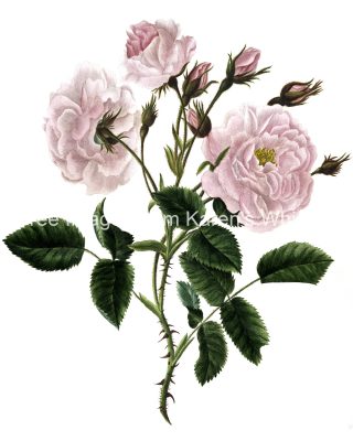Rose Flower Drawings 1