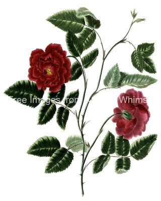 Rose Flower Drawings 10