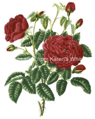 Rose Flower Drawings 12