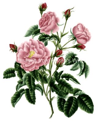Rose Flower Drawings 13