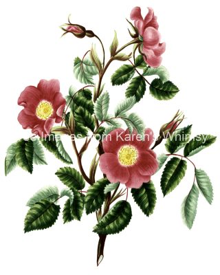 Rose Flower Drawings 14