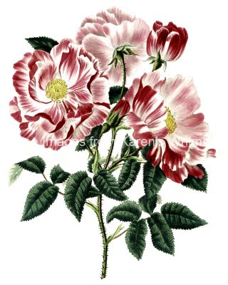 Rose Flower Drawings 15