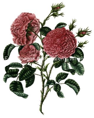 Rose Flower Drawings 18