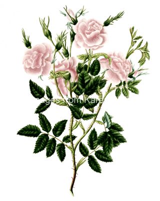 Rose Flower Drawings 19