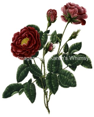 Rose Flower Drawings 2
