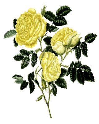 Rose Flower Drawings 20