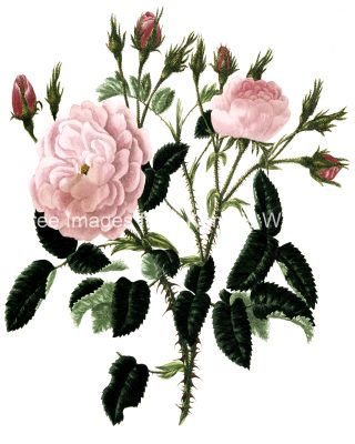 Rose Flower Drawings 21