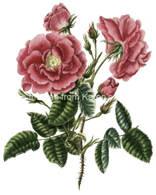Rose Flower Drawings 4