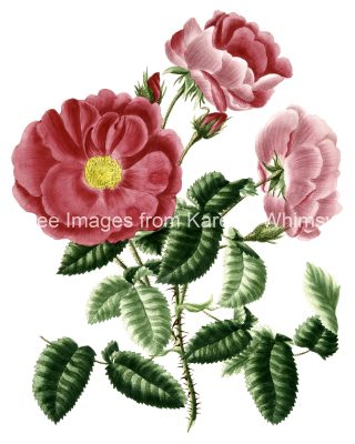 Rose Flower Drawings 6