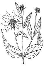 Sunflower Clip Art Black And White 11