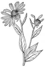 Sunflower Clip Art Black And White 18