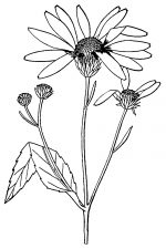 Sunflower Clip Art Black And White 2
