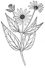 Sunflower Clip Art Black And White 4