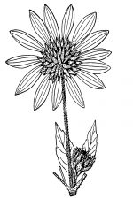 Sunflower Clip Art Black And White 5